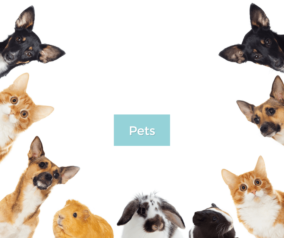 Cherishing Your Beloved Companion Through DNA Keepsakes - Today Tomorrow & Always|DNA Keepsakes|Breastmilk-Hair-Ashes-Embryos| Laser Keepsakes