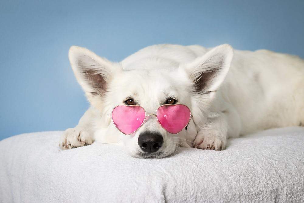 Pet Memorial Jewellery & Keepsakes - Today Tomorrow & Always|DNA Keepsakes|Breastmilk-Hair-Ashes-Embryos| Laser Keepsakes